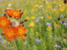 Habichtskraut trifft Blumenwiese