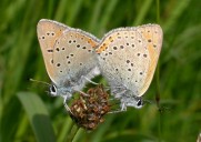 Lila Gold Feuerfalter